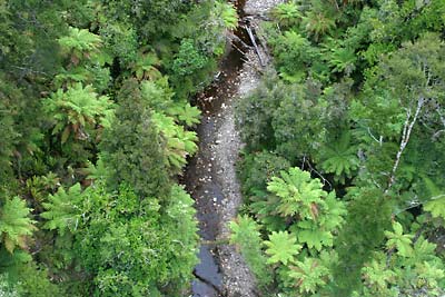 New Zealand Tree Ferns