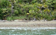 Putanui Point Campsite . Pelorus Sound/Te Hoiere and Kenepuru Sound area