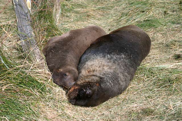 sea_lions