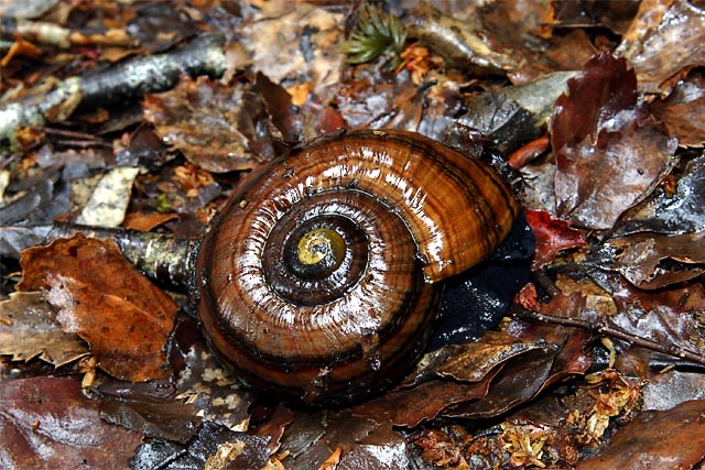 land_snail