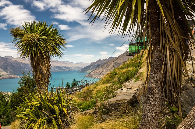 Cabbage Trees New Zealand