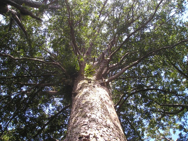 New Zealand Kauri Tree