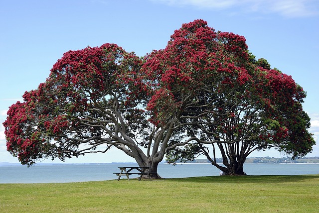 Pohutukawa Trees New Zealand
