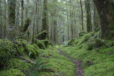 Hiking Kirwans Track New Zealand