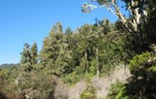 Sanctuary Campsite . Whirinaki Te Pua-a-Tāne Conservation Park