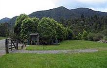 Totara Flat Campsite . Coromandel Forest Park and Kauaeranga Valley